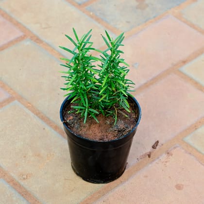 Buy Rosemary in 4 Inch Nursery Pot Online | Urvann.com