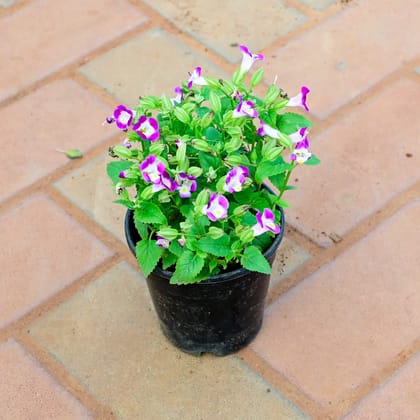 Buy Torenia / Wishbone (Any Colour ) in 4 Inch Nursery Pot Online | Urvann.com