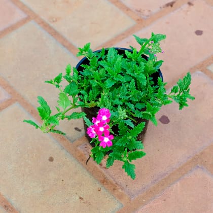 Buy Verbena (Any Colour) in 4 Inch Nursery Pot Online | Urvann.com