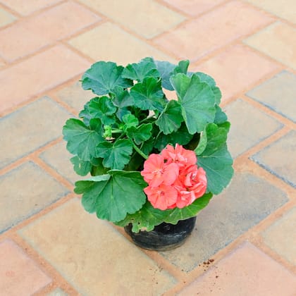 Buy Geranium (Any Colour) in 5 Inch Nursery Pot Online | Urvann.com