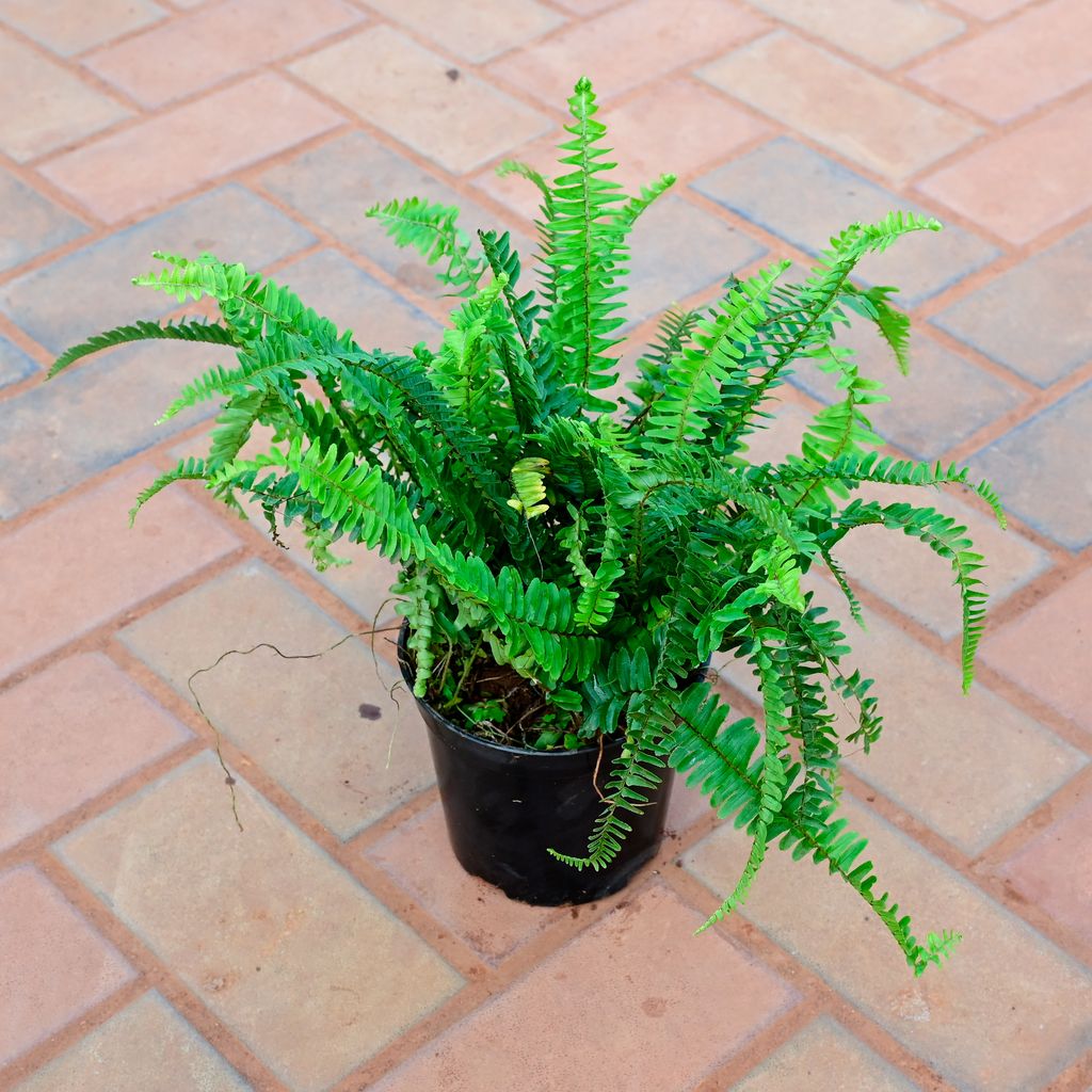 Fern Green in 5 Inch Nursery Pot