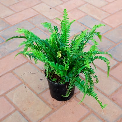 Buy Fern Green in 5 Inch Nursery Pot Online | Urvann.com