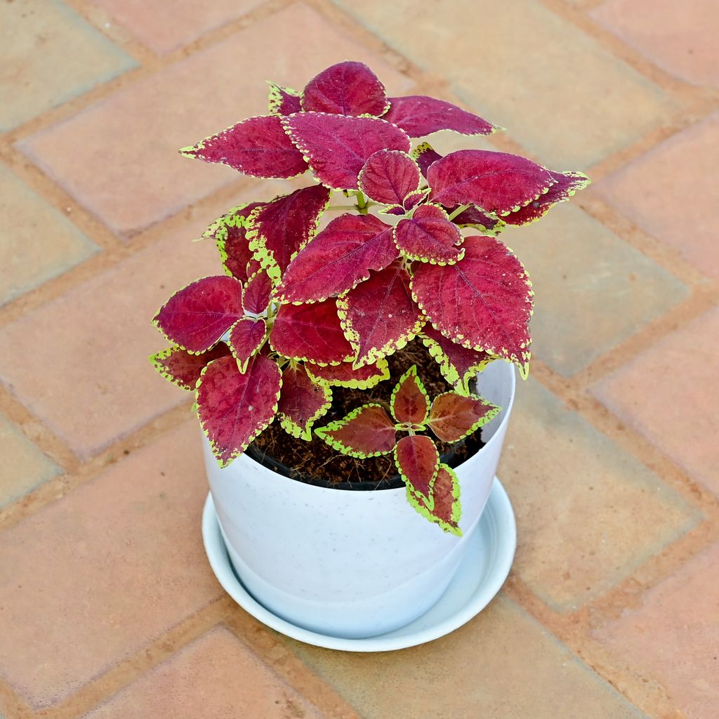 Coleus Trusty Rusty in 5 Inch White Premium Sphere Plastic Pot with Tray