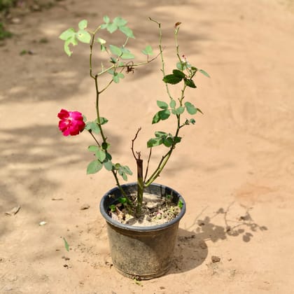 Buy Rose Desi (Any Colour) In 6 Inch Plastic Pot Online | Urvann.com