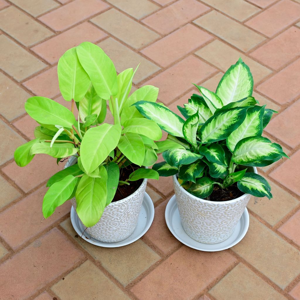 Set of 2 - Dieffenbachia Honeydew & Philodendron Golden in 8 Inch White Balti Designer Ceramic Pot with Tray