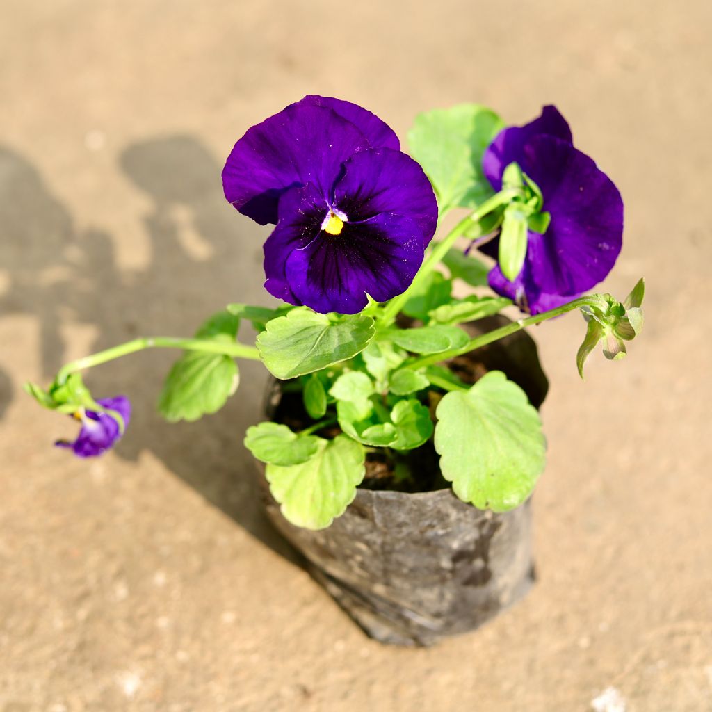 Pansy Purple in 4 Inch Nursery Bag