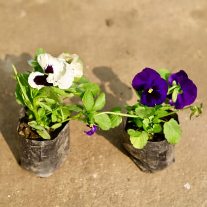 Buy Set of 2 - Pansy (Purple & White) in 4 Inch Nursery Bag Online | Urvann.com