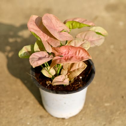 Buy Syngonium Pink in 3 Inch Nursery Pot Online | Urvann.com
