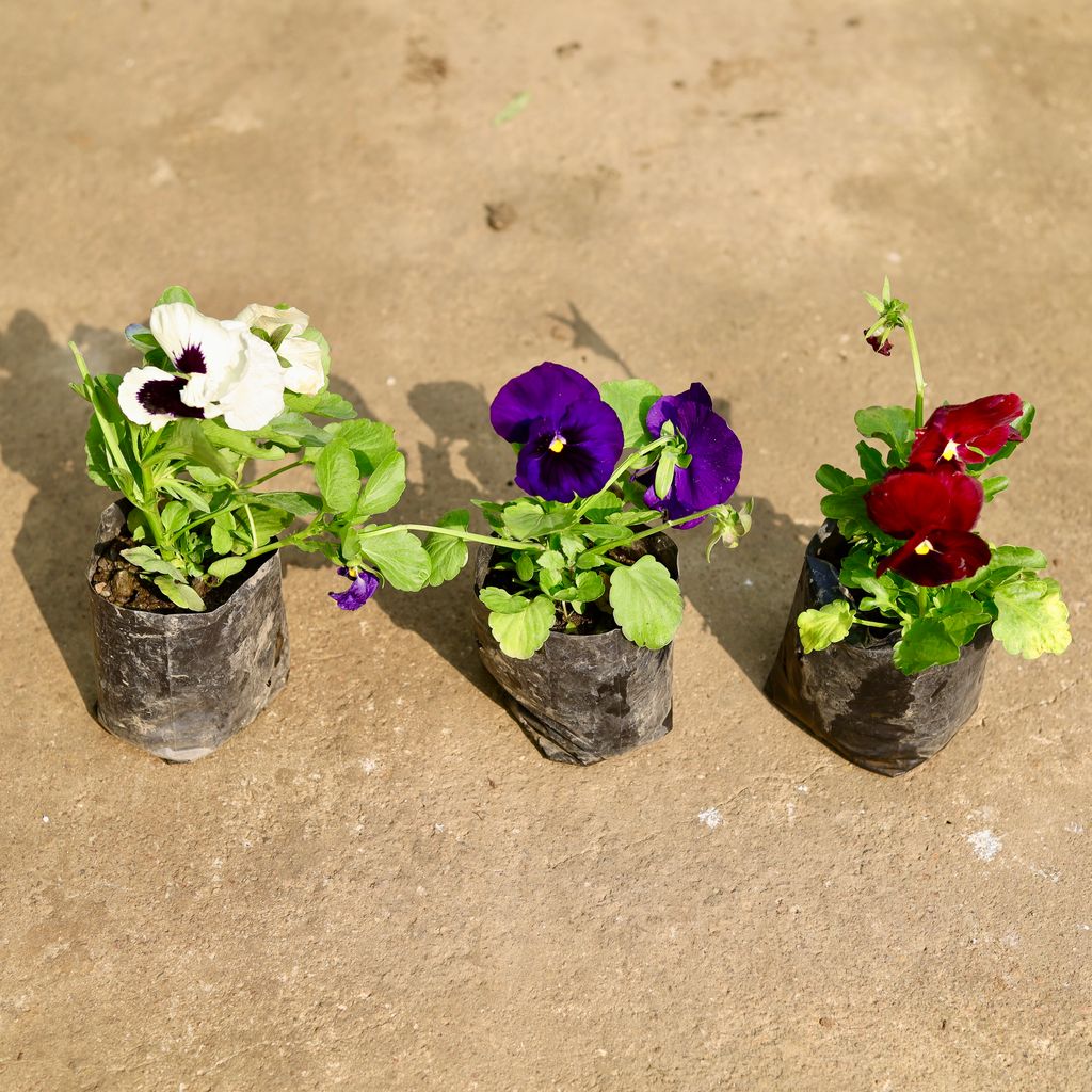 Set of 3 - Pansy (any colour) in 4 Inch Nursery Bag