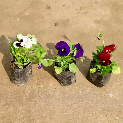 Buy Set of 3 - Pansy (any colour) in 4 Inch Nursery Bag Online | Urvann.com