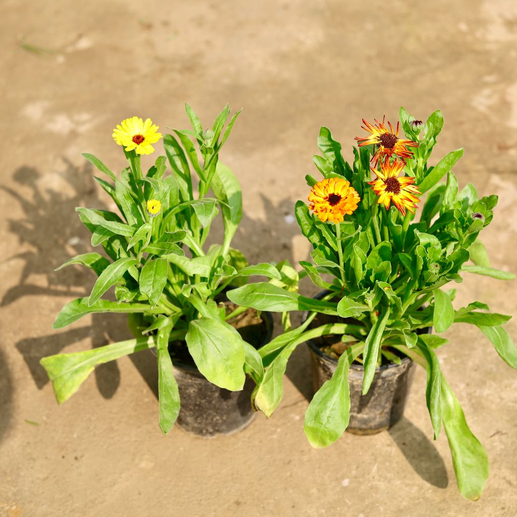 Set of 2 - Calendula (any colour) in 6 Inch Nursery Pot