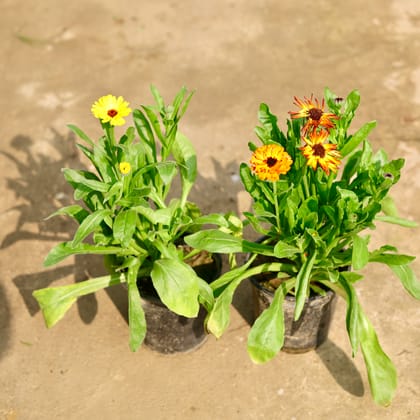 Buy Set of 2 - Calendula (any colour) in 6 Inch Nursery Pot Online | Urvann.com