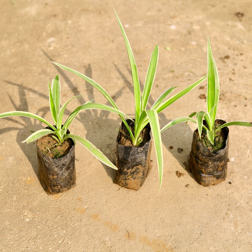 Set of 3 - Spider in 4 Inch Nursery Bag