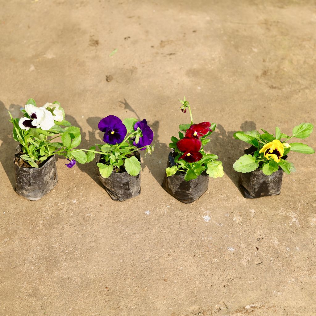 Set of 4 - Pansy (any colour) in 4 Inch Nursery Bag