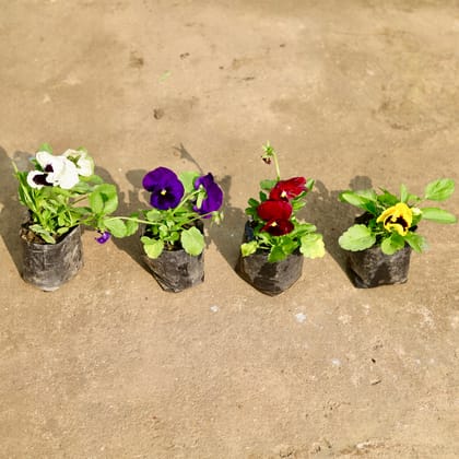 Buy Set of 4 - Pansy (any colour) in 4 Inch Nursery Bag Online | Urvann.com