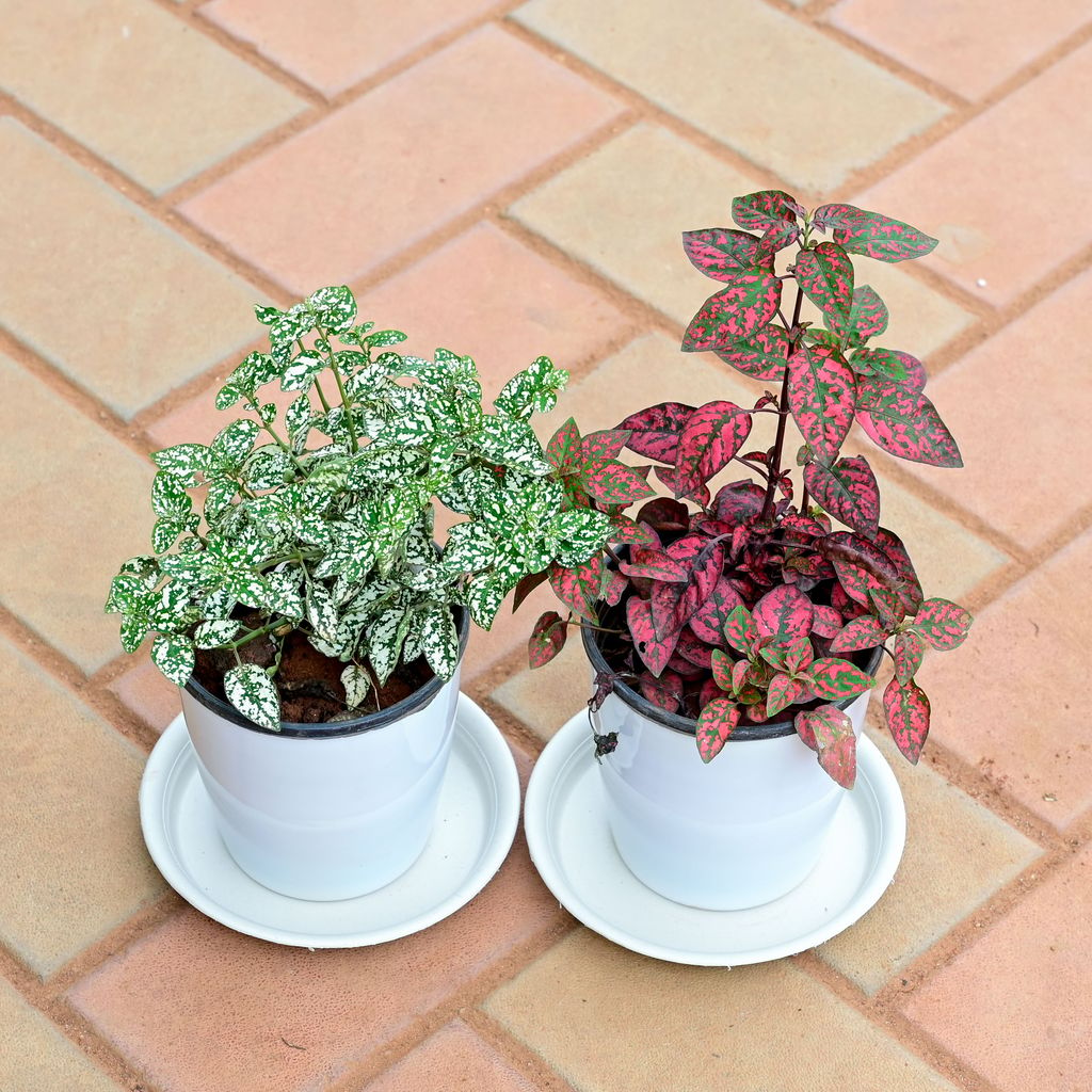 Set of 2 - Hypoestes / Polka Dot (White & Red) in 5 Inch White Premium Sphere Plastic Pot with Tray