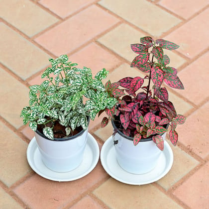 Buy Set of 2 - Hypoestes / Polka Dot (White & Red) in 5 Inch White Premium Sphere Plastic Pot with Tray Online | Urvann.com