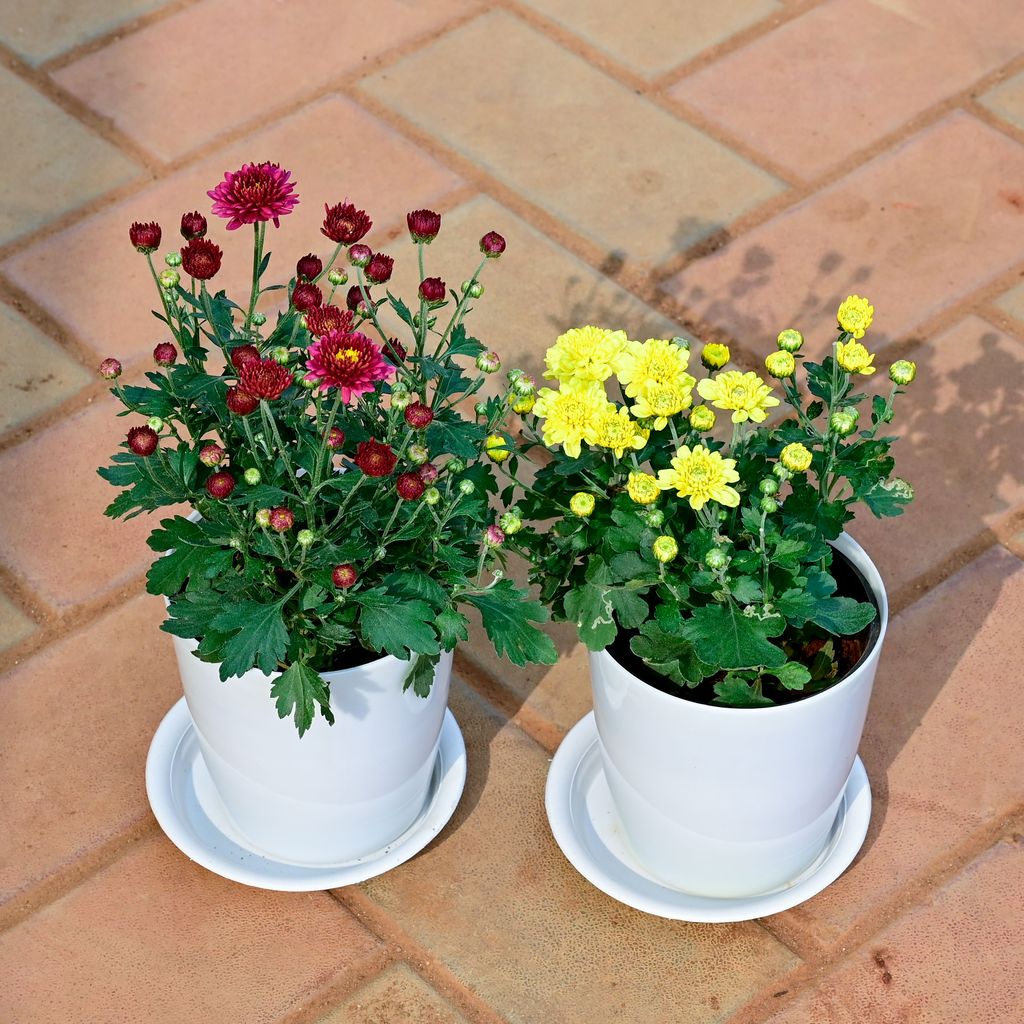 Set of 2 - Chrysanthemum / Guldawari / Guldaudi (Yellow & Maroon) in 5 Inch White Premium Sphere Plastic Pot with Tray