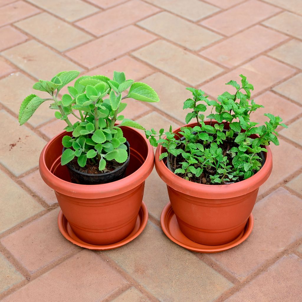 Set of 2 - Ajwain & Pudina / Mint in 6 Inch Red Plastic Pot with Tray