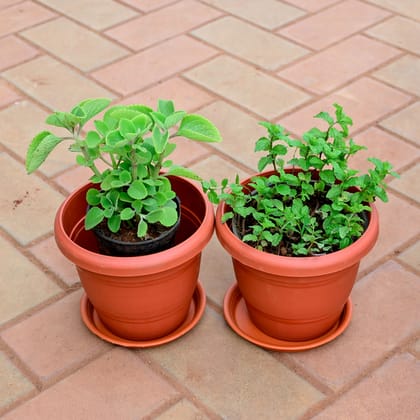 Buy Set of 2 - Ajwain & Pudina / Mint in 6 Inch Red Plastic Pot with Tray Online | Urvann.com