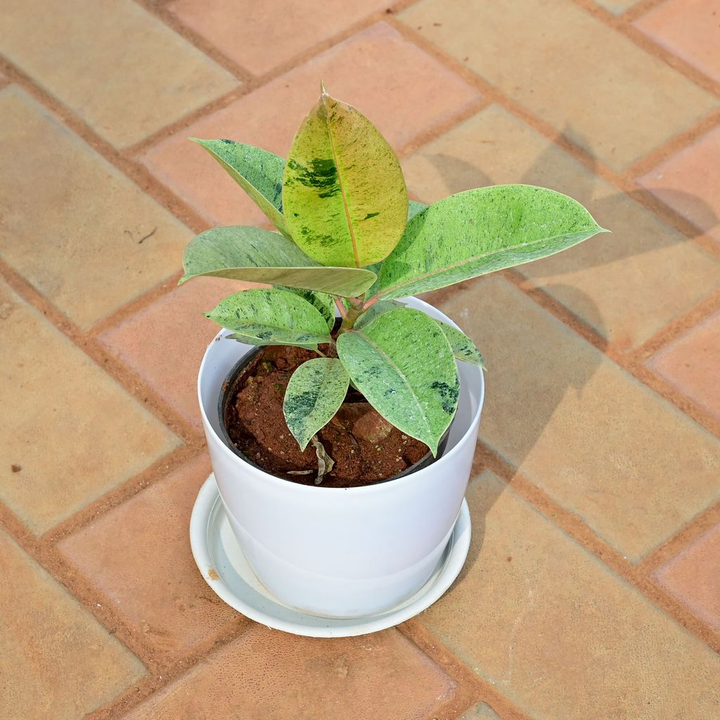 Rubber Variegated Green in 6 Inch White Premium Sphere Plastic Pot with Tray