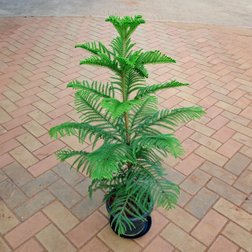 Araucaria / Christmas Tree (~ 3.5 Ft) in 10 Inch Nursery Pot with Tray