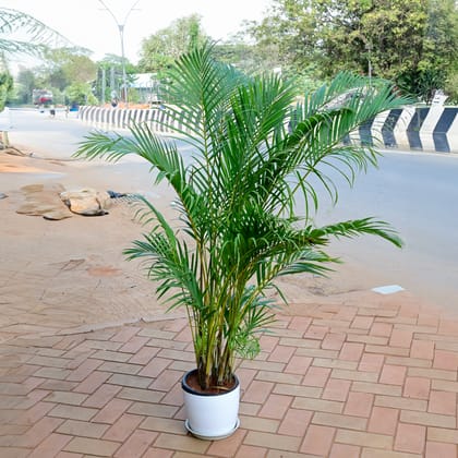 Buy Areca Palm ~ 3 Ft in 10 Inch White Premium Sphere Plastic Pot with Tray Online | Urvann.com