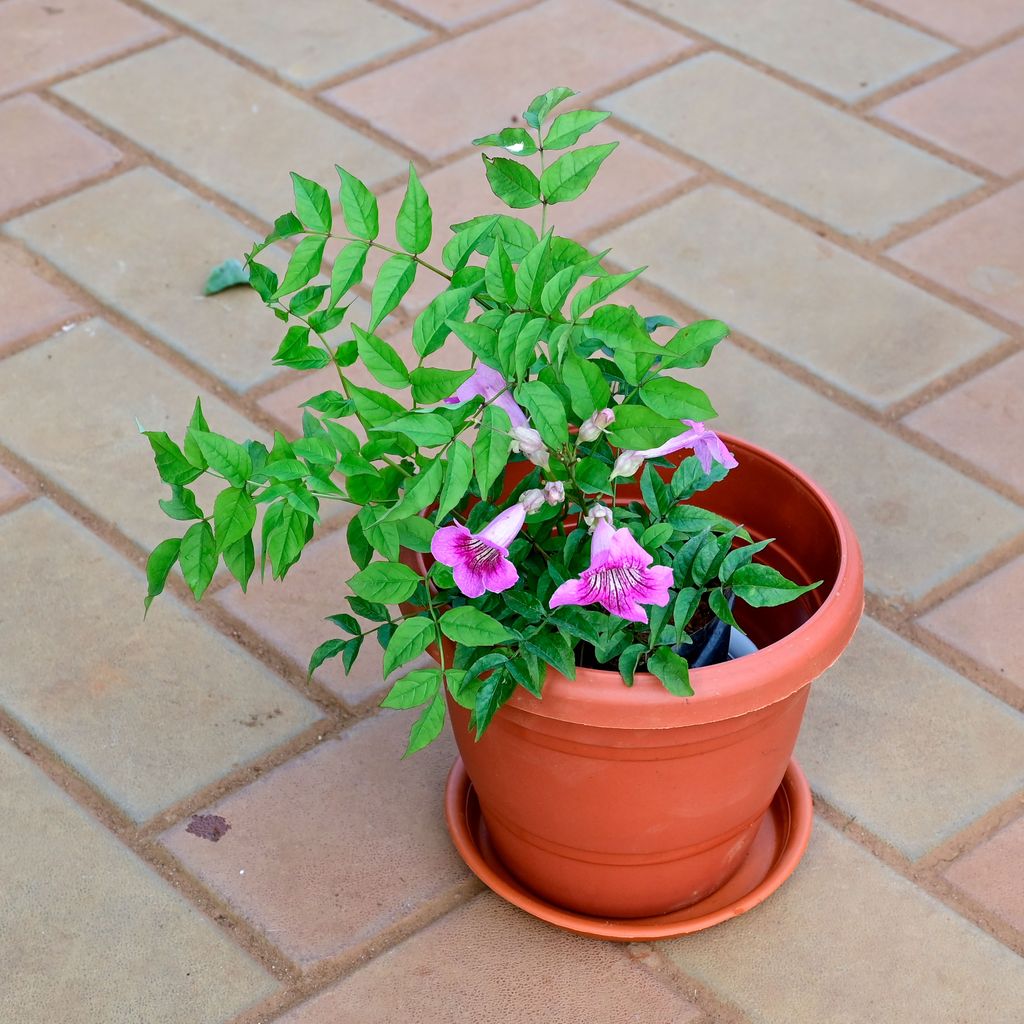 Tecoma (Any Colour) in 8 Inch Classy Red Plastic Pot with Tray