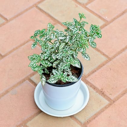 Buy Hypoestes / Polka Dot White in 5 Inch White Premium Sphere Plastic Pot with Tray Online | Urvann.com