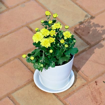 Buy Chrysanthemum / Guldawari / Guldaudi Yellow in 5 Inch White Premium Sphere Plastic Pot with Tray Online | Urvann.com