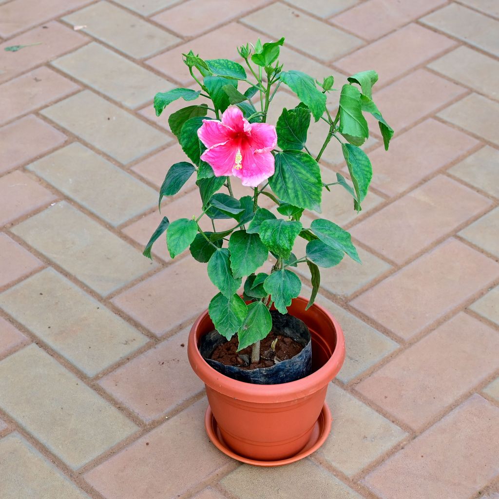 Hibiscus / Gudhal (any colour) in 7 Inch Classy Red Plastic Pot with Tray