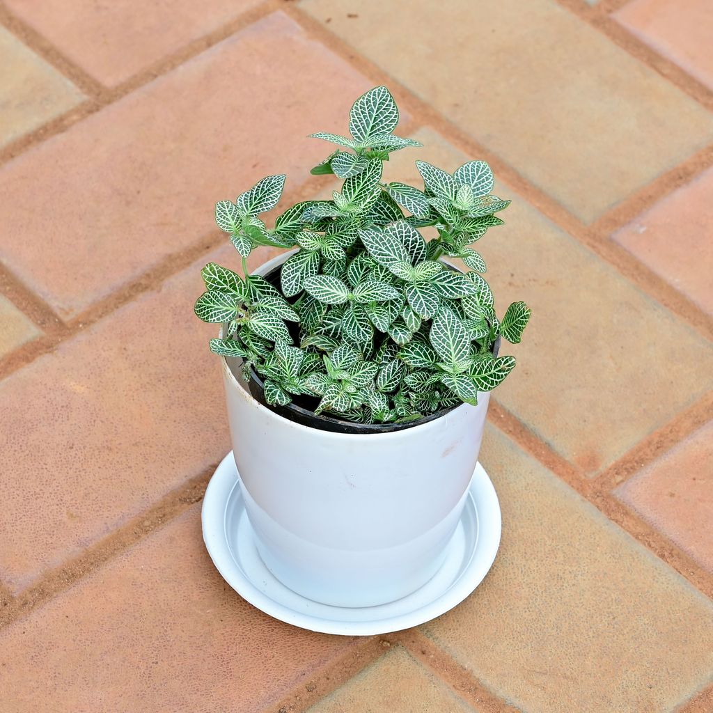 Fittonia Green in 5 Inch White Premium Sphere Plastic Pot with Tray