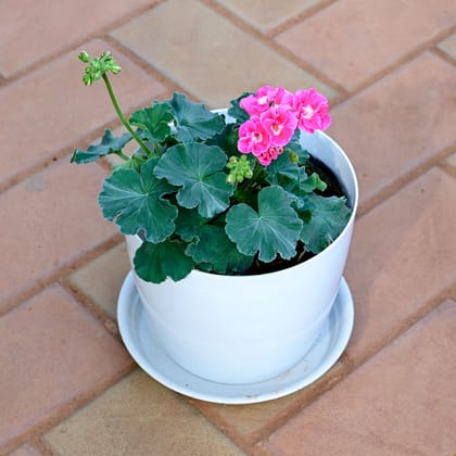 Buy Geranium Pink in 6 Inch White Premium Sphere Plastic Pot with Tray Online | Urvann.com