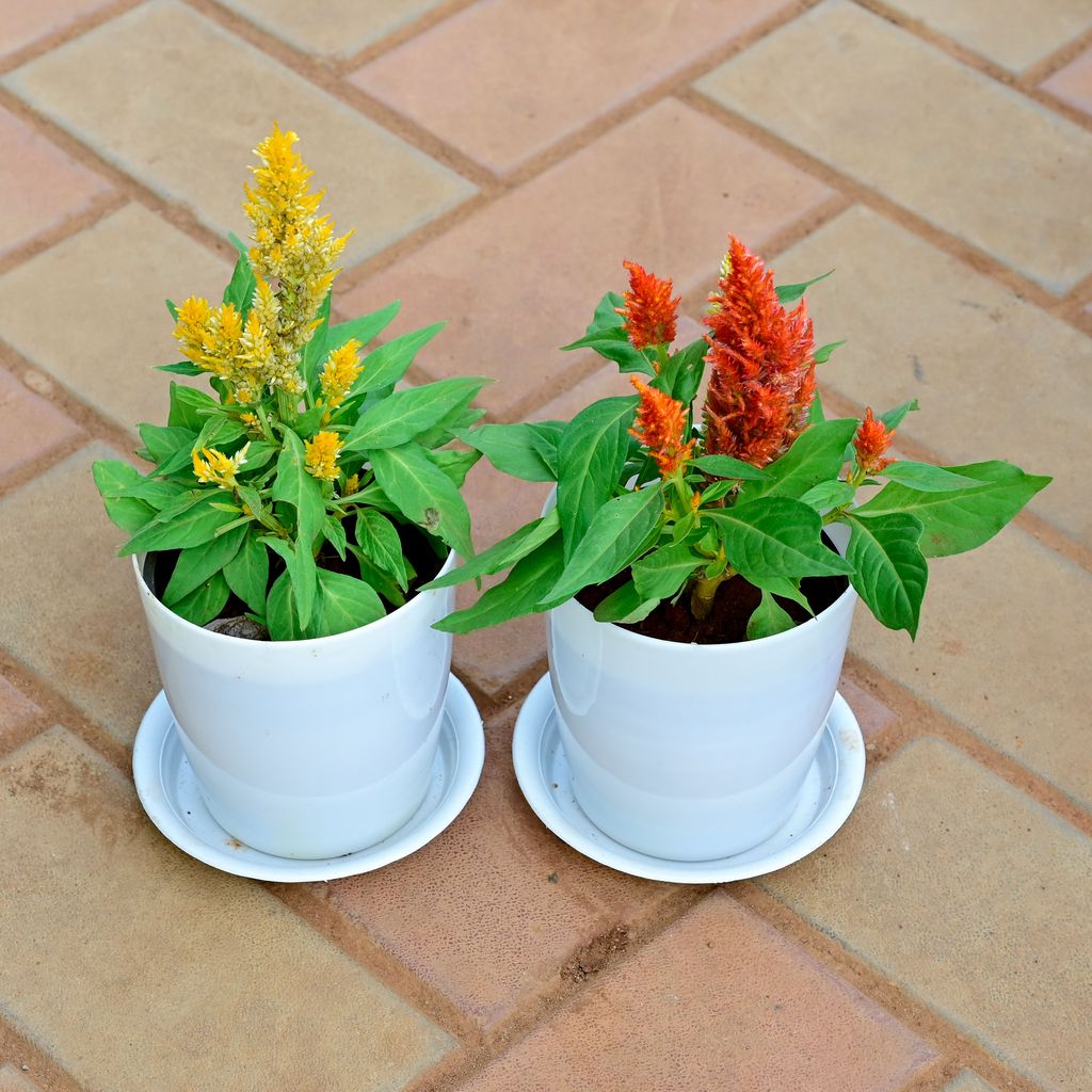 Set of 2 - Cockscomb (Orange & Yellow) in 5 Inch White Premium Sphere Plastic Pot with Tray