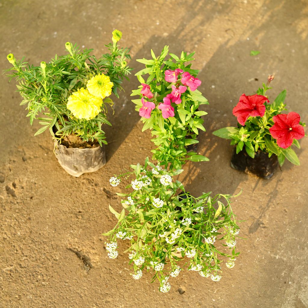 Set of 4 - Alyssum, Marigold Yellow, Dog Flower & Petunia (any colour) in 4 Inch Nursery Bag