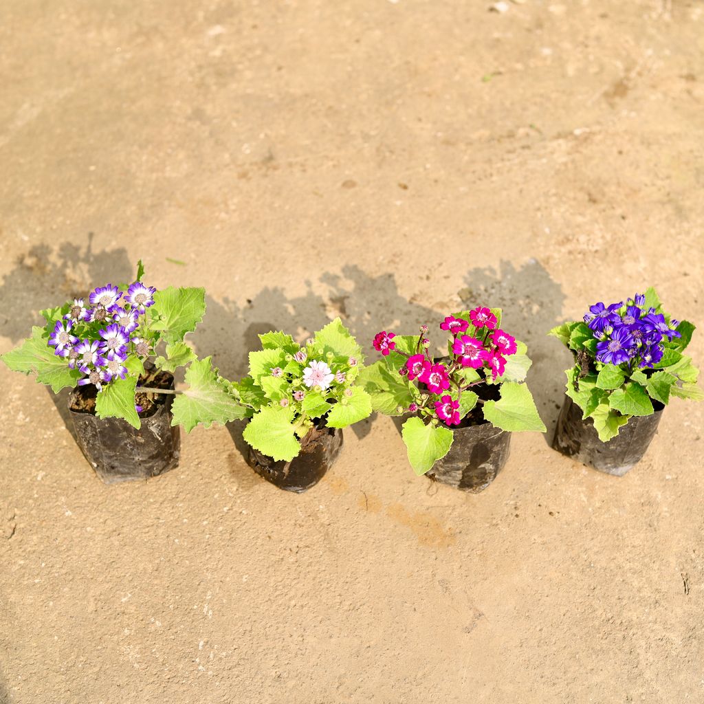 Set of 4 - Cineraria (any colour) in 4 Inch Nursery Bag