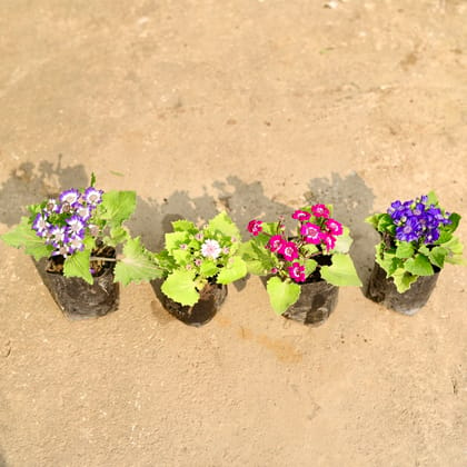 Buy Set of 4 - Cineraria (any colour) in 4 Inch Nursery Bag Online | Urvann.com