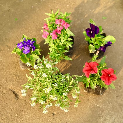 Buy Set of 5 - Pansy, Alyssum, Cineraria, Dog Flower & Petunia (any colour) in 4 Inch Nursery Bag Online | Urvann.com