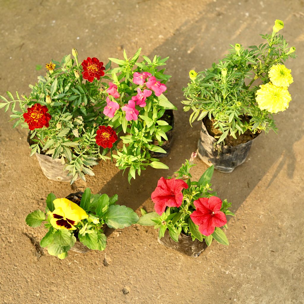 Set of 5 - Marigold Yellow, Pansy, Marigold French, Dog Flower & Petunia (any colour) in 4 Inch Nursery Bag