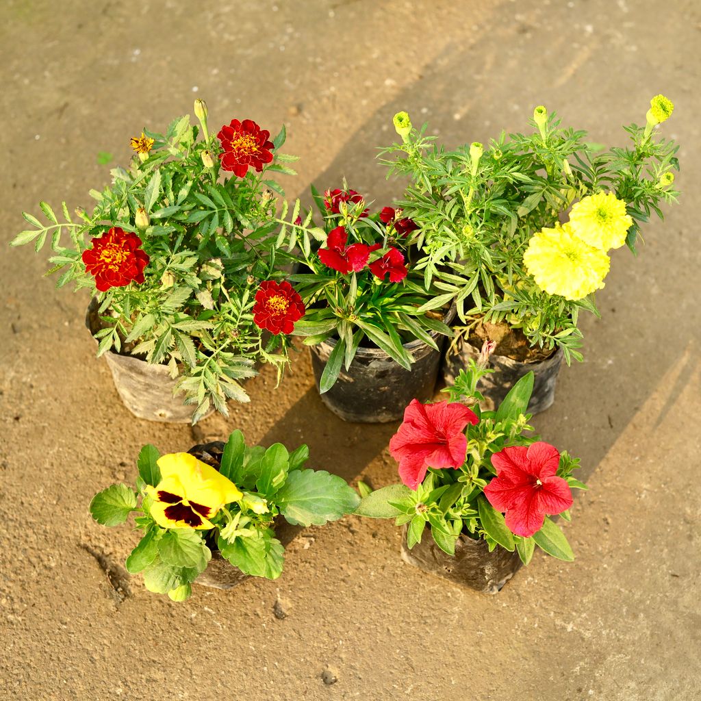 Set of 5 - Marigold Yellow, Pansy, Marigold French, Dianthus & Petunia (any colour) in 4 Inch Nursery Bag