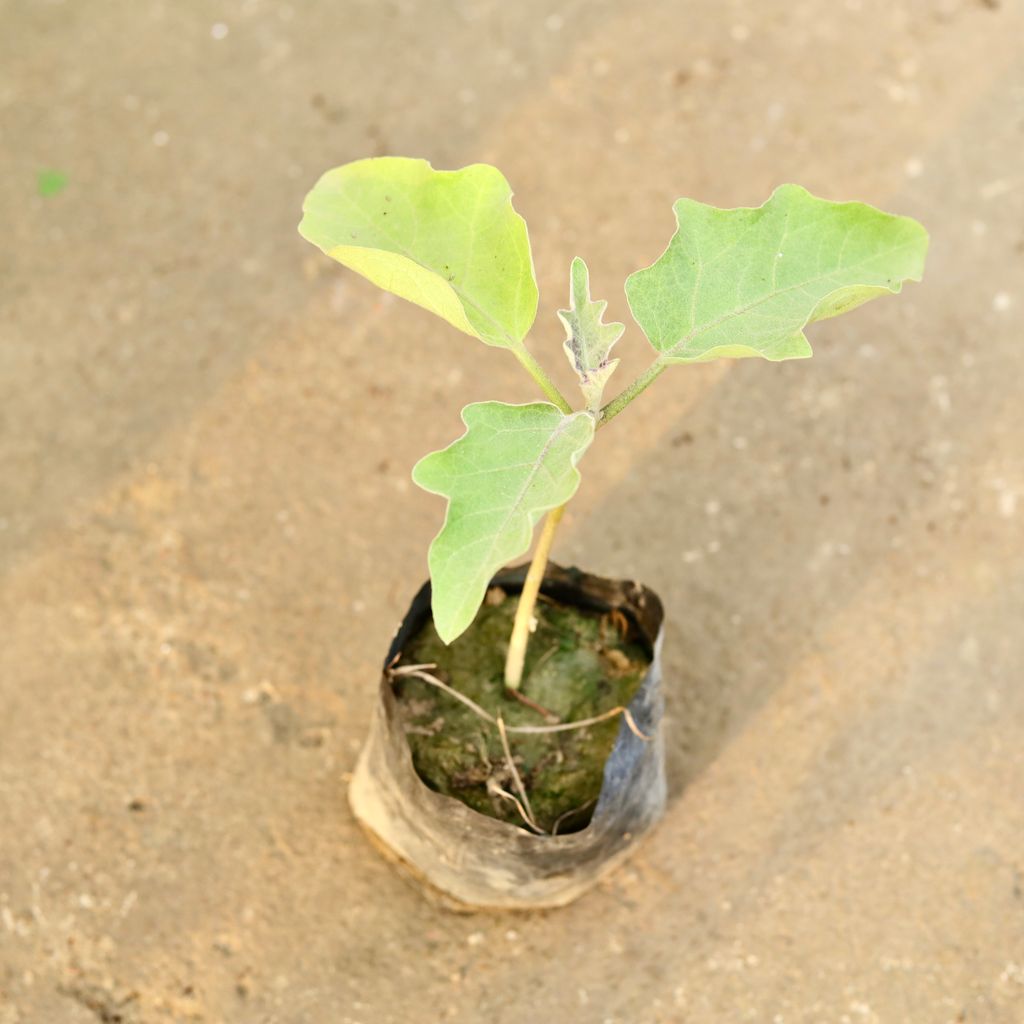 Brinjal / Baigan in 4 Inch Nursery Bag