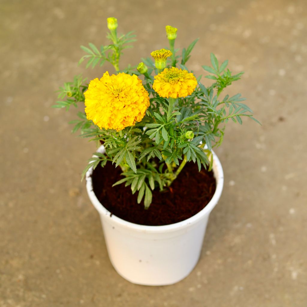 Marigold / Genda Yellow in 6 Inch White Nursery Pot