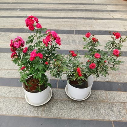 Set of 2 - Button Rose (Pink & Red) in 7 Inch Premium White Sphere Plastic Pot with Tray