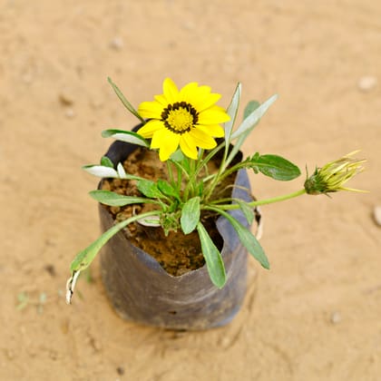 Buy Gazania (any colour) in 4 Inch Nursery Bag Online | Urvann.com