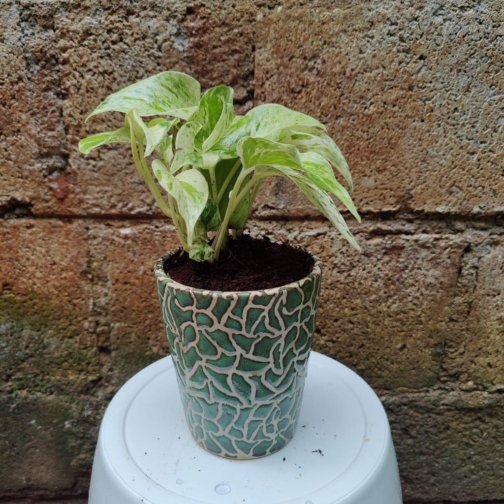 Money Plant Marble in 5 Inch Ceramic Pot