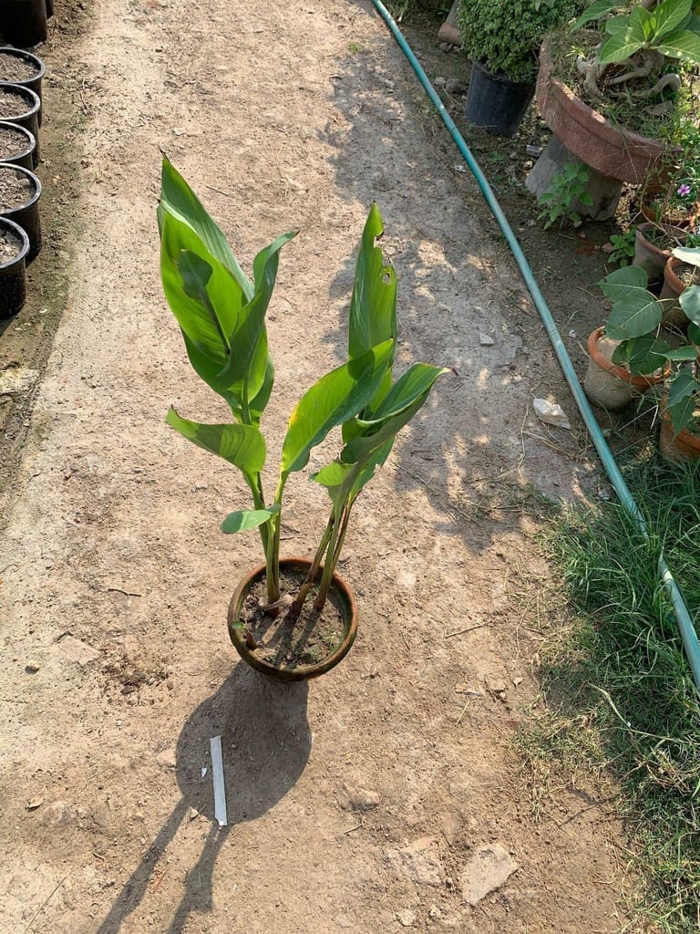 Canna Red in 8 Inch Clay Pot