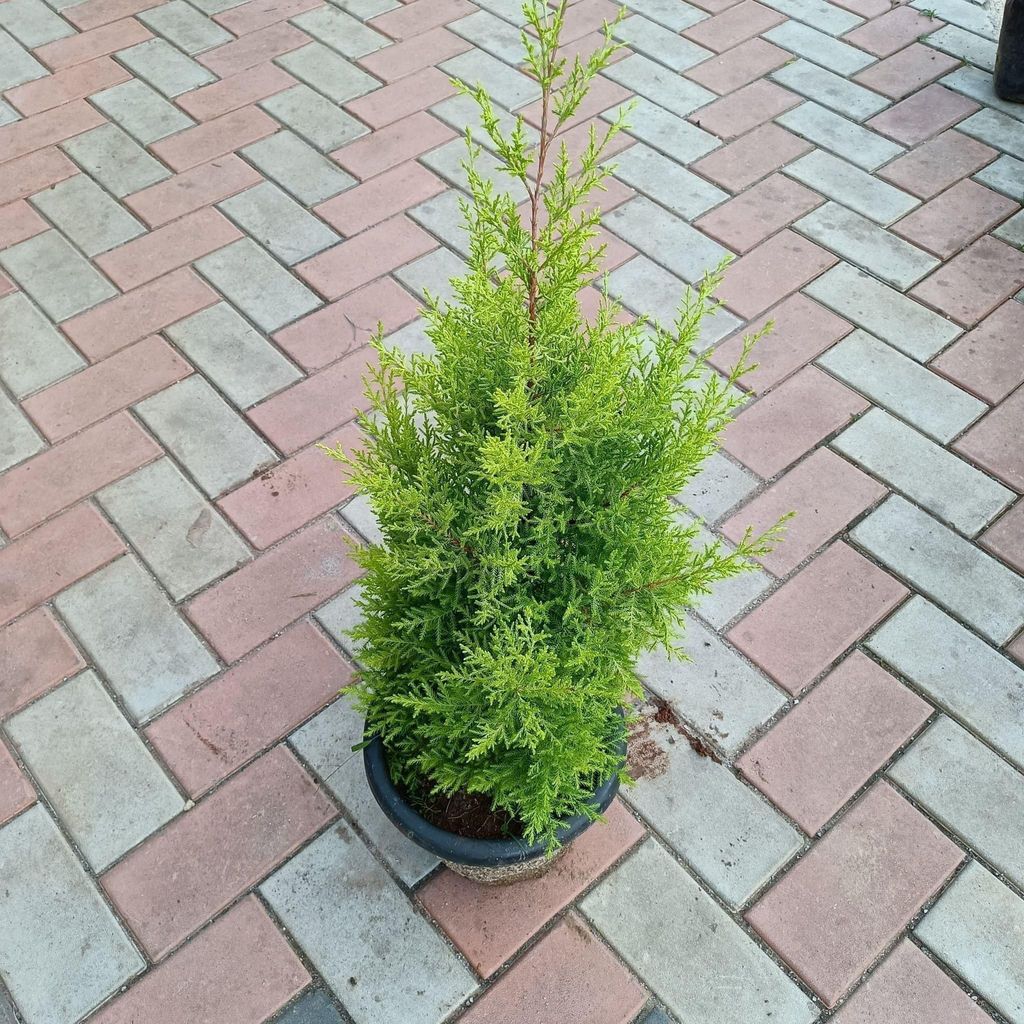 Golden Cypress (~2-3 feet) in 10 Inch Nursery Pot