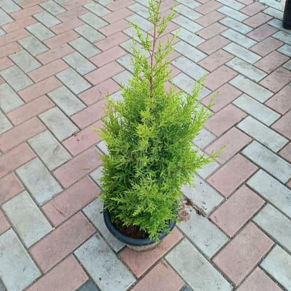 Buy Golden Cypress (~2-3 feet) in 10 Inch Plastic Pot Online | Urvann.com