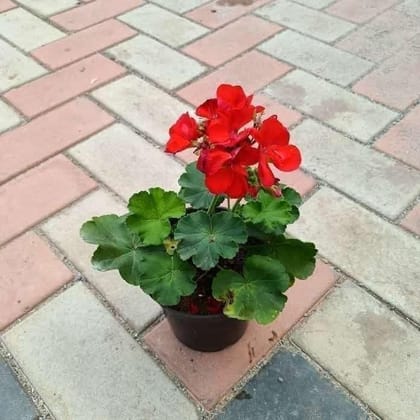 Buy Geranium Red in 5 Inch Plastic Pot Online | Urvann.com