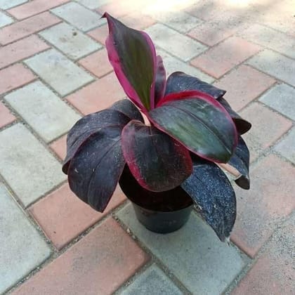 Buy Dracaena Red in 6 Inch Plastic Pot Online | Urvann.com